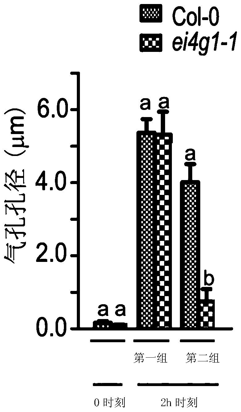 Application of eIFiso4G1 protein to regulation and control of drought resistance of plants