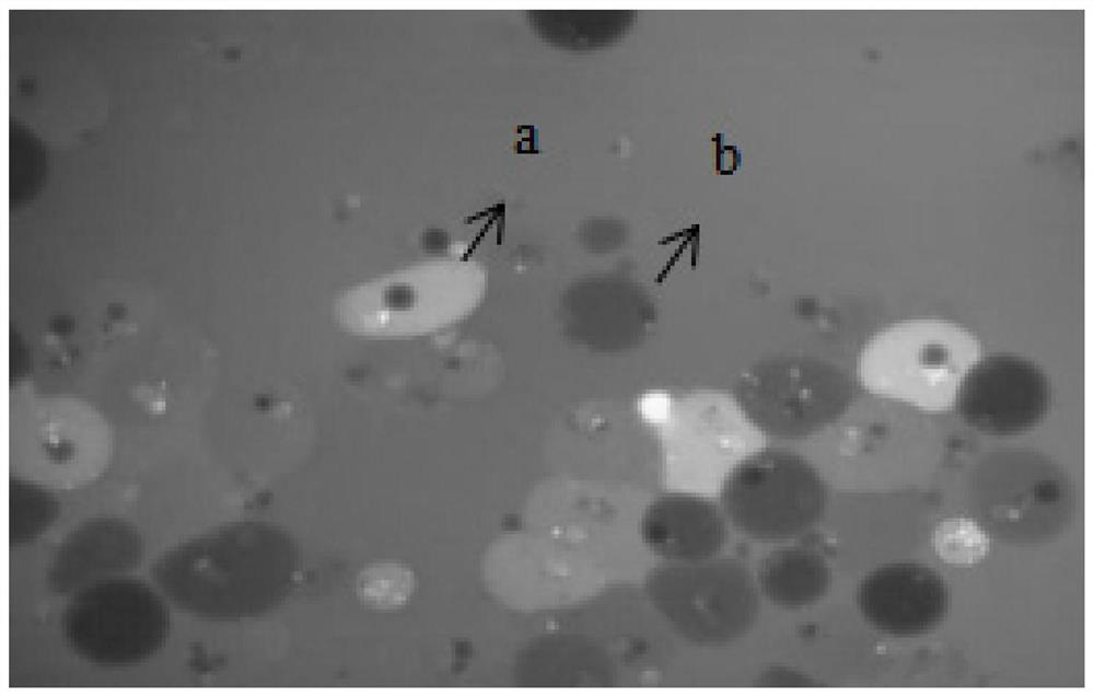 Method for screening antioxidant by using phascolosoma esculenta