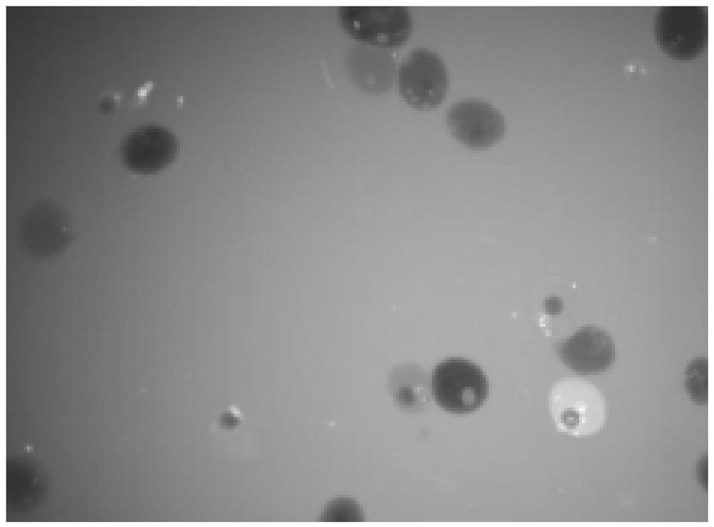 Method for screening antioxidant by using phascolosoma esculenta