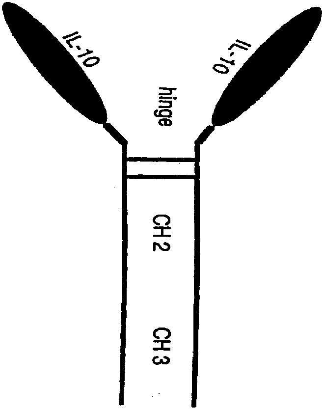 Human interleukin 10-Fc fusion protein, and coding gene and application thereof