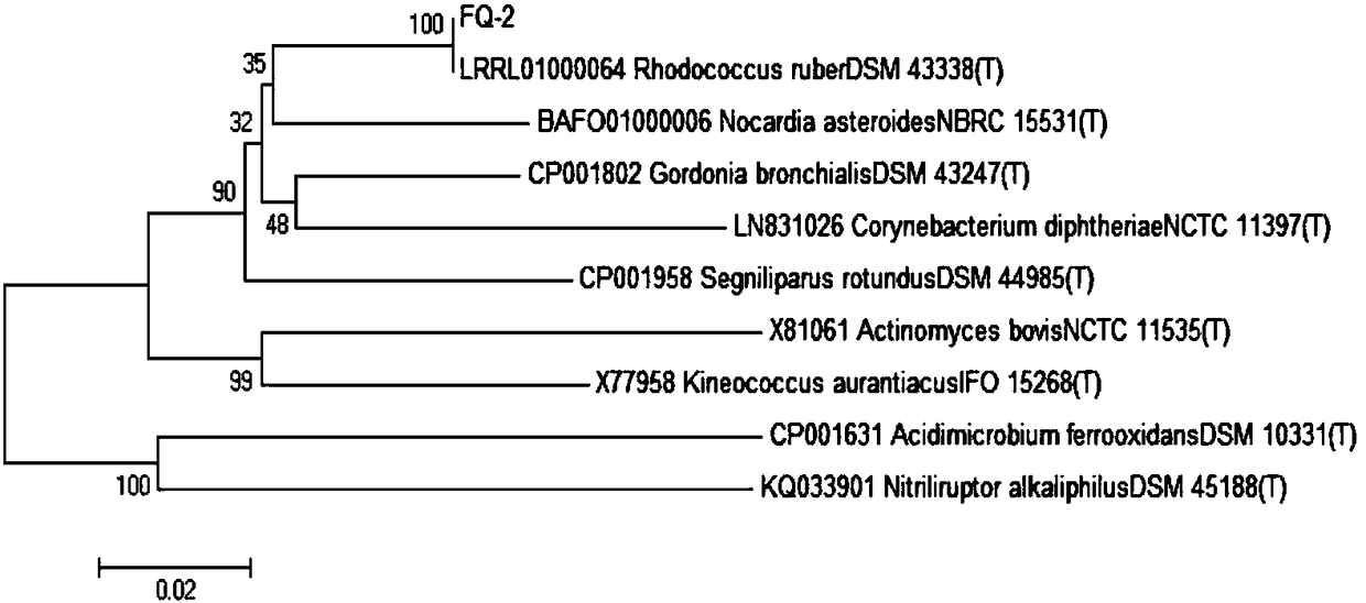 Rhodococcus ruber and application thereof in degradation of organic pollutants