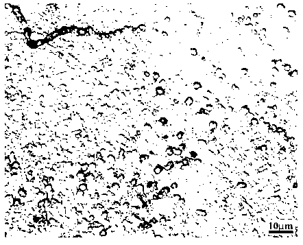 Alpha plus beta two-phase titanium alloy and method for processing same