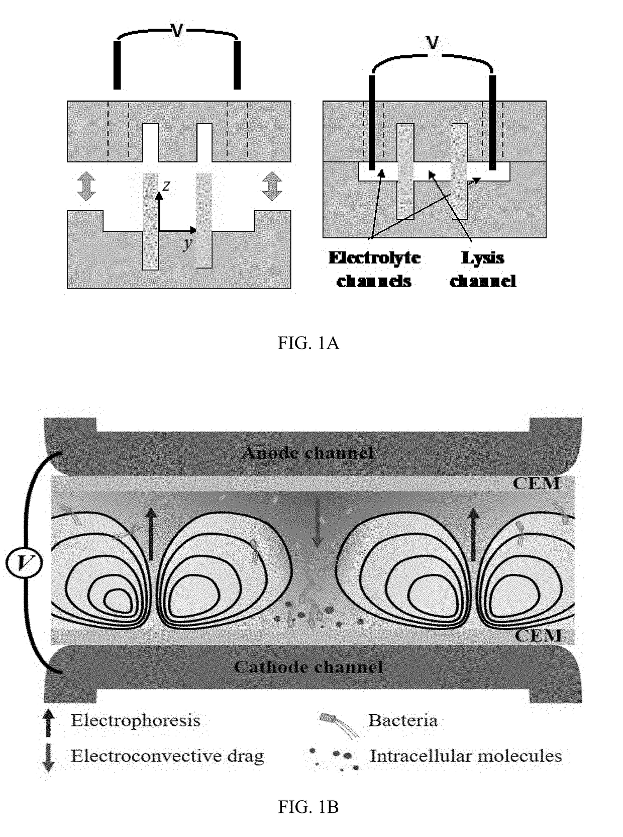 Electromechanical lysis of bacterial pathogens using ion concentration polarization