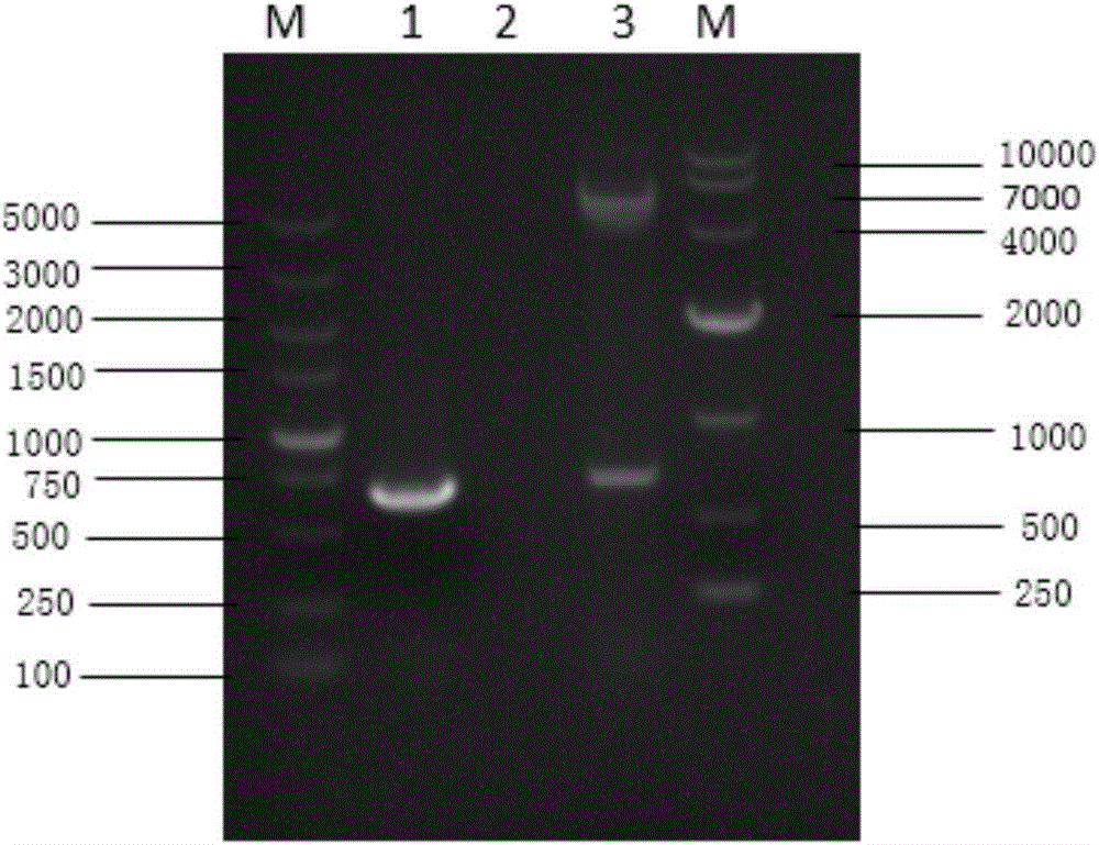 H7N9 subtype avian influenza genetic engineering vaccine taking baculovirus as carrier as well as preparation method and application of vaccine