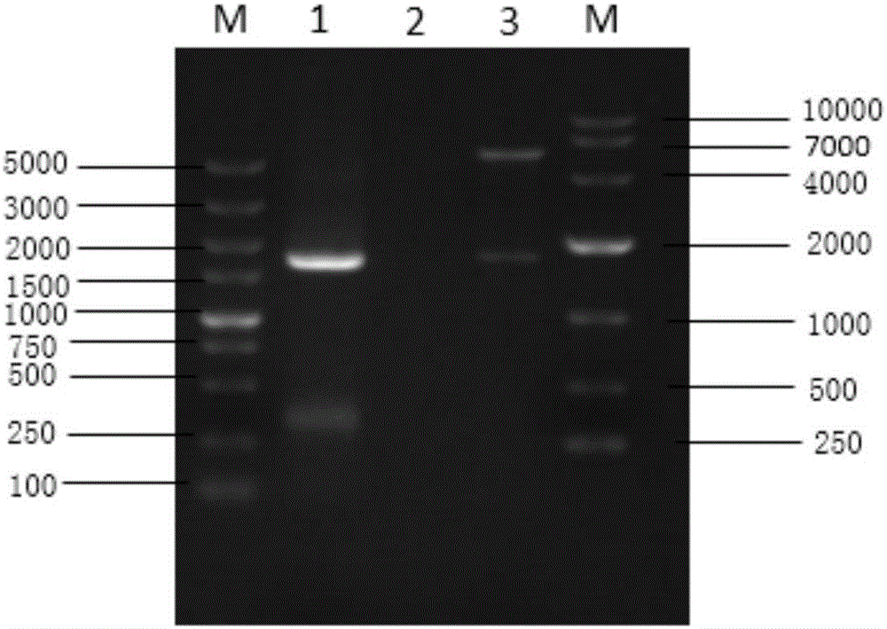 H7N9 subtype avian influenza genetic engineering vaccine taking baculovirus as carrier as well as preparation method and application of vaccine