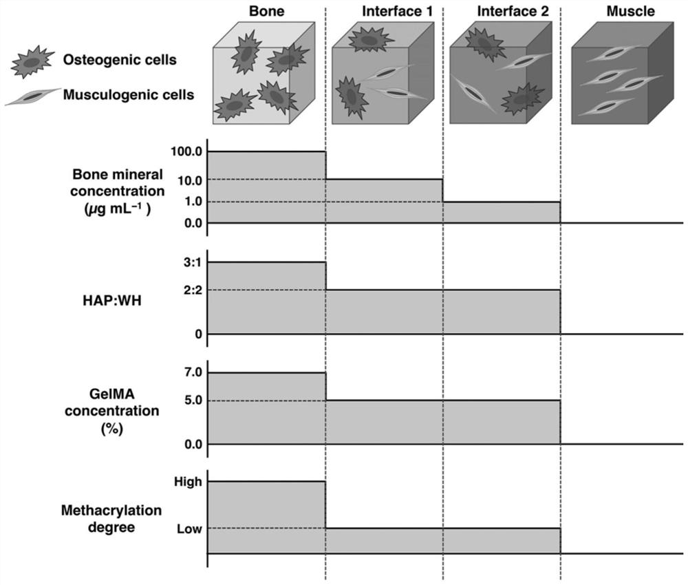 Preparation of biomimetic skeletal muscle composite tissue by multi-channel extrusion 3D bioprinting