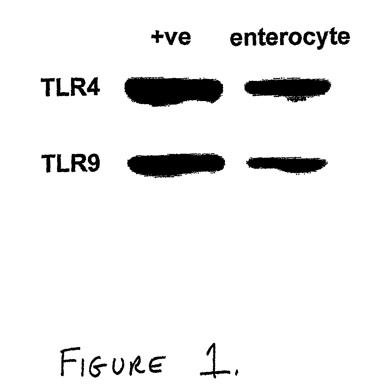 Use of toll-like receptor-9 agonists, toll-like receptor-4 antagonists, and/or nuclear oligomerization domain-2 agonists for the treatment or prevention of toll-like receptor-4-associated disorders