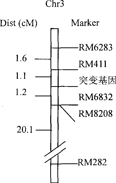 Plant chloroplast development associated protein, and coding gene and use thereof