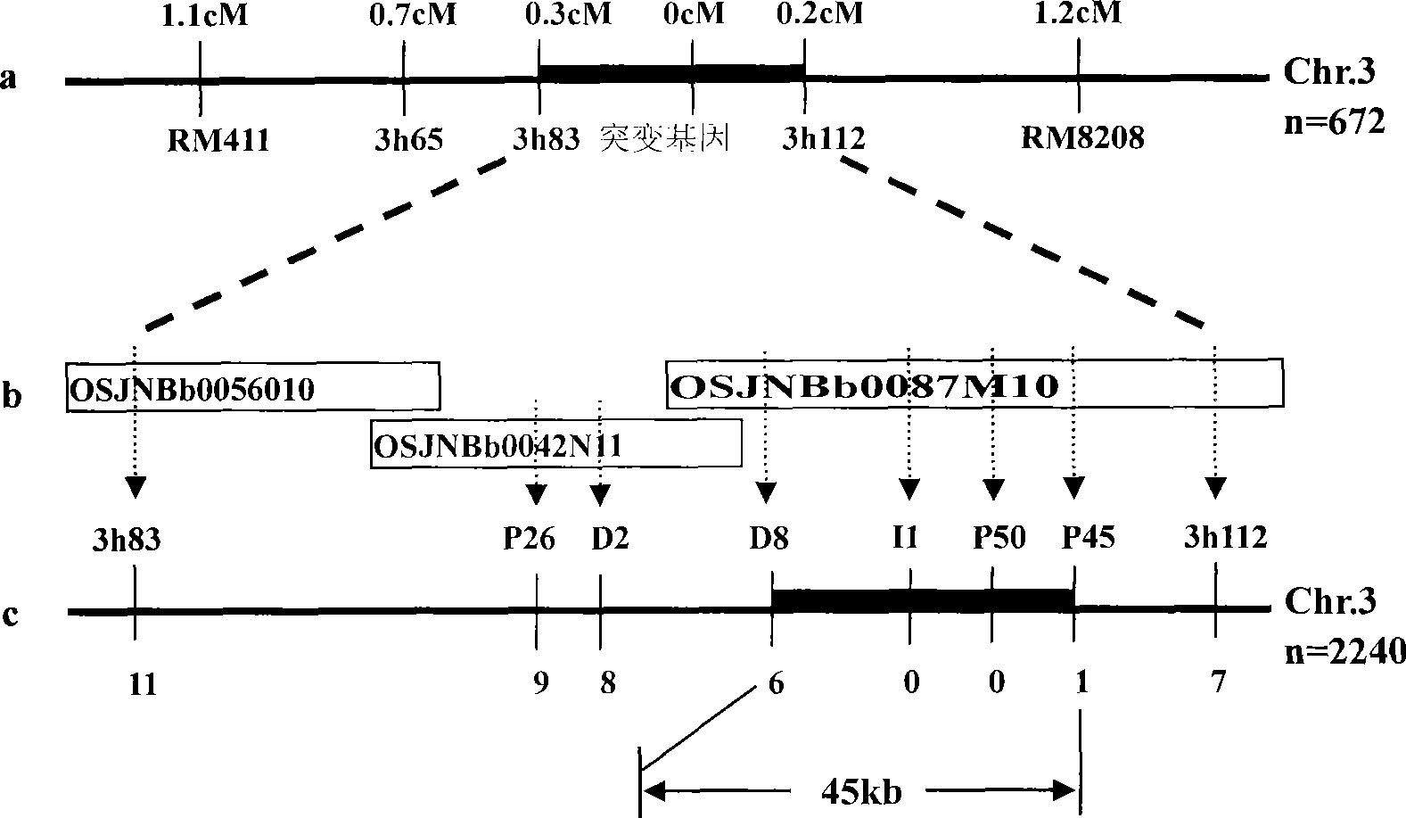 Plant chloroplast development associated protein, and coding gene and use thereof