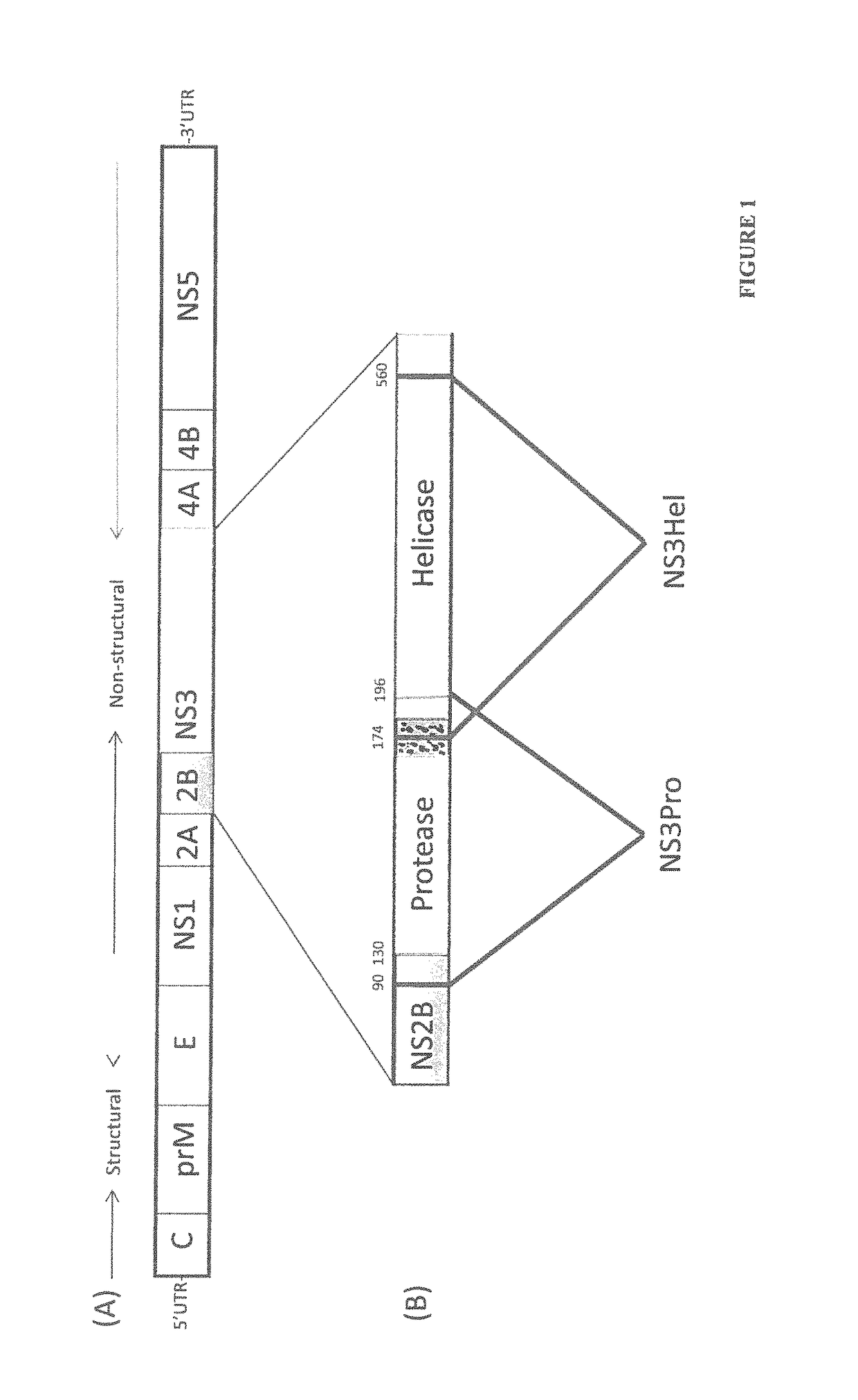 Immune enhancing recombinant dengue protein