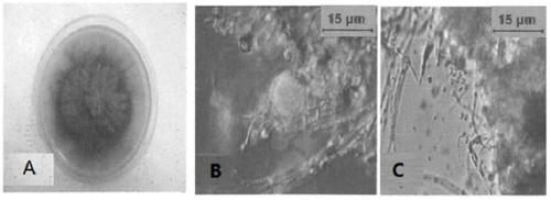 A strain of Monascus purpura and its application in food preparation