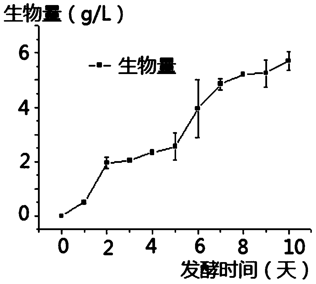 A strain of Monascus purpura and its application in food preparation