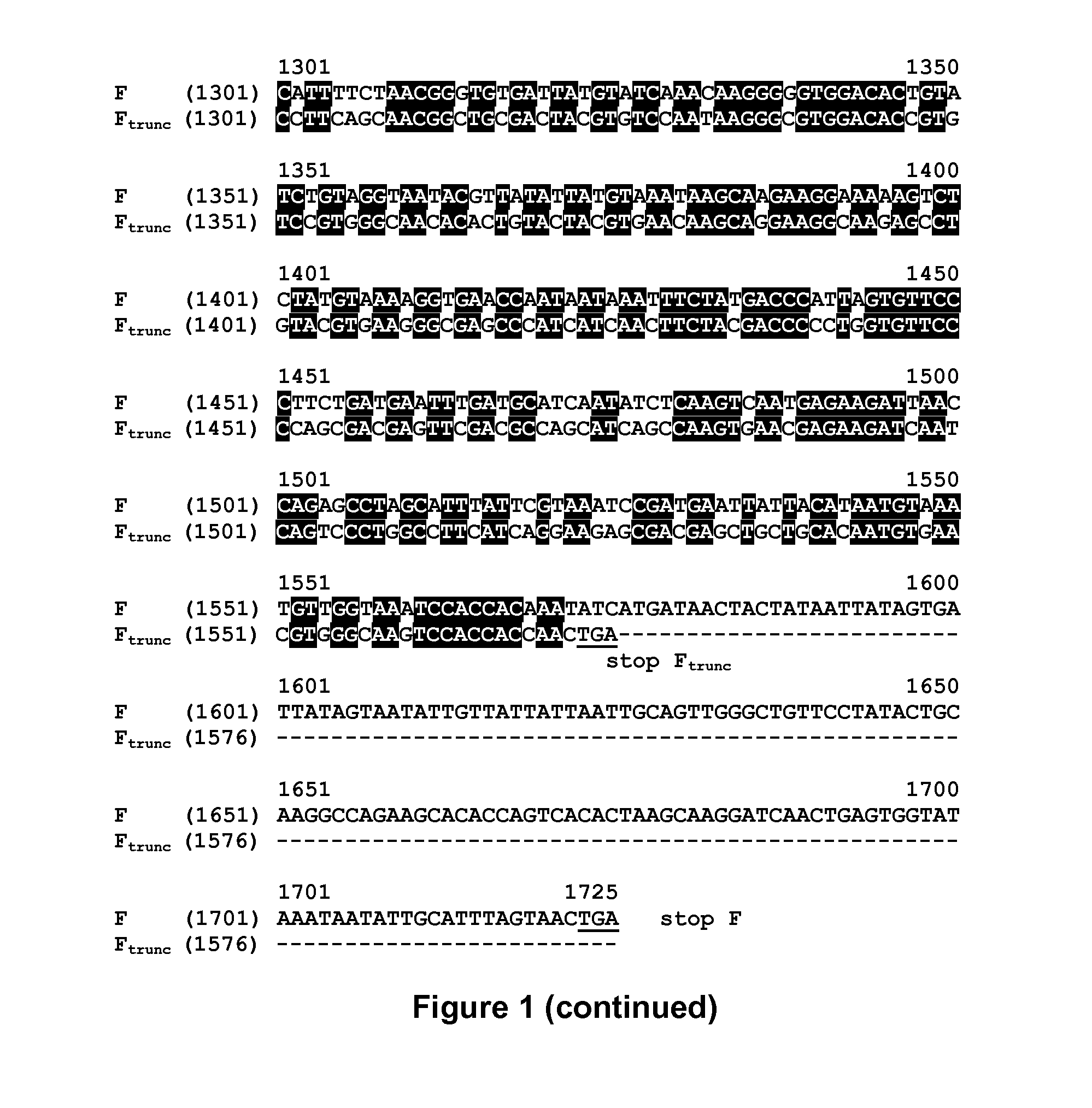 Vector comprising multiple homologous nucleotide sequences