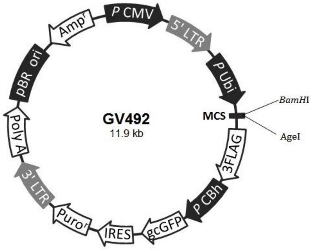 Method for overexpression of IL-15 in porcine skeletal muscle myoblasts and application thereof