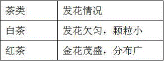 Golden camellia white tea and preparation method thereof