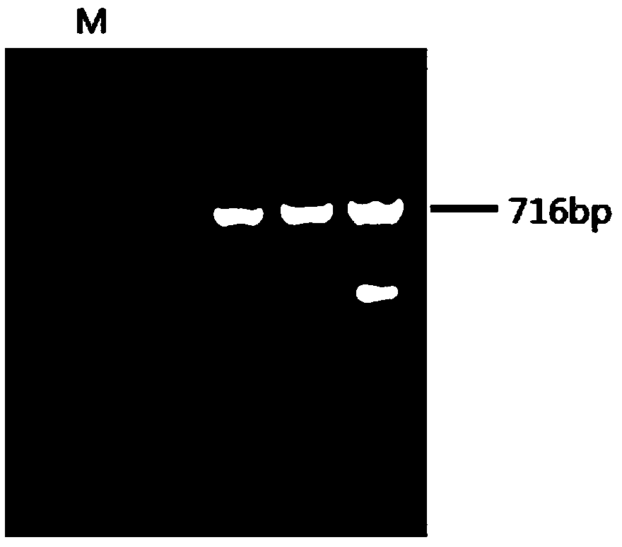 Molecular marker relevant to growth of fenneropenaeus chinensis and application of molecular marker