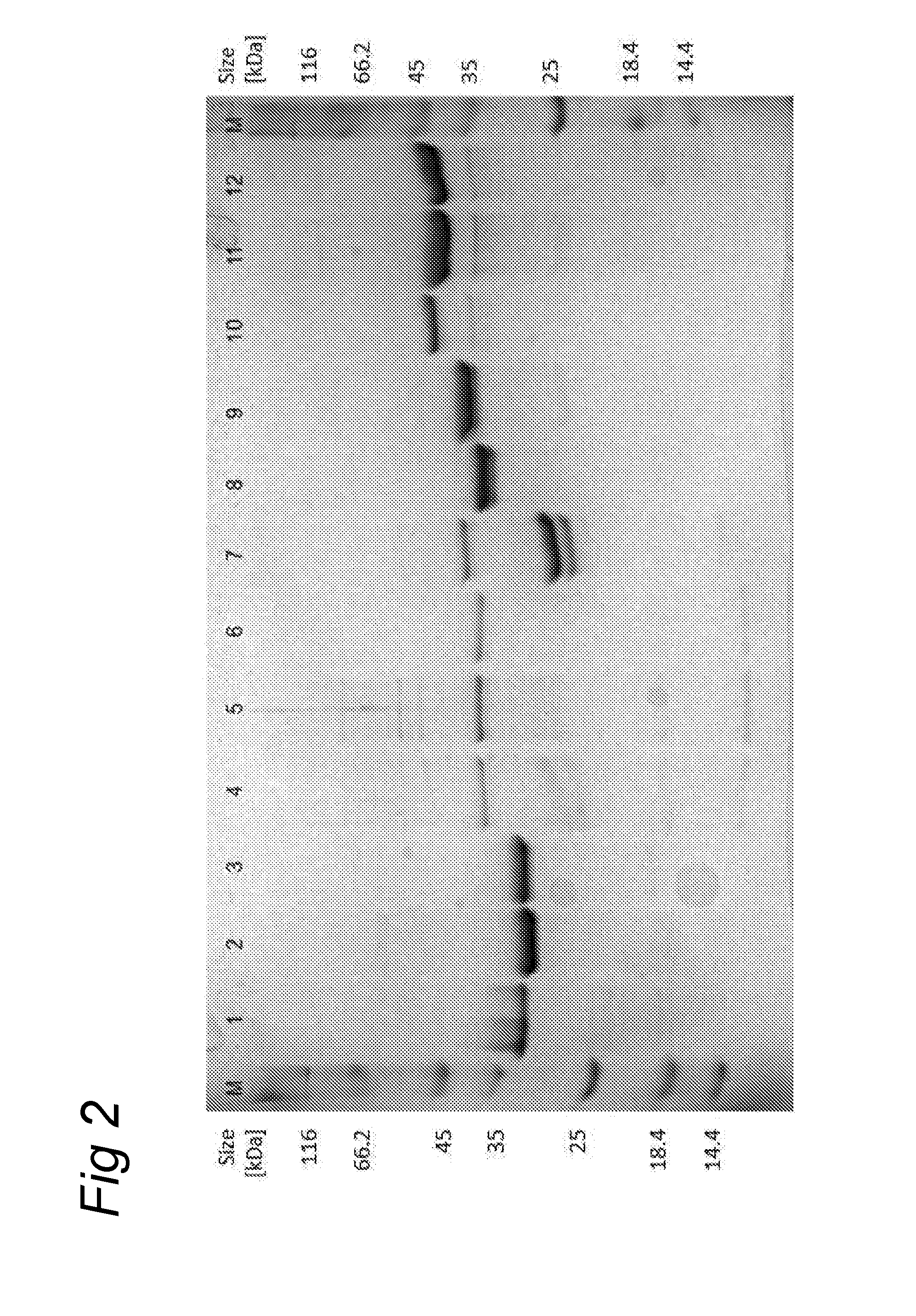 Polypeptide mixes with antibacterial activity