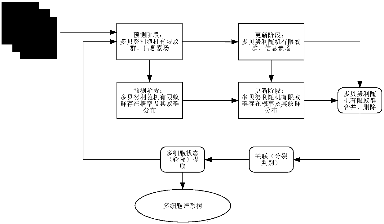 Multi-bernoulli random stochastic finite ant colony multi-cell tracking method