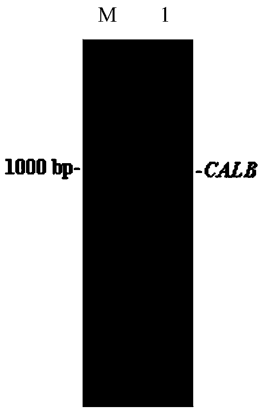 Lipase calb mutant, its preparation method and application