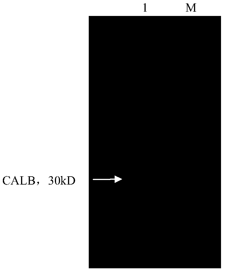 Lipase calb mutant, its preparation method and application