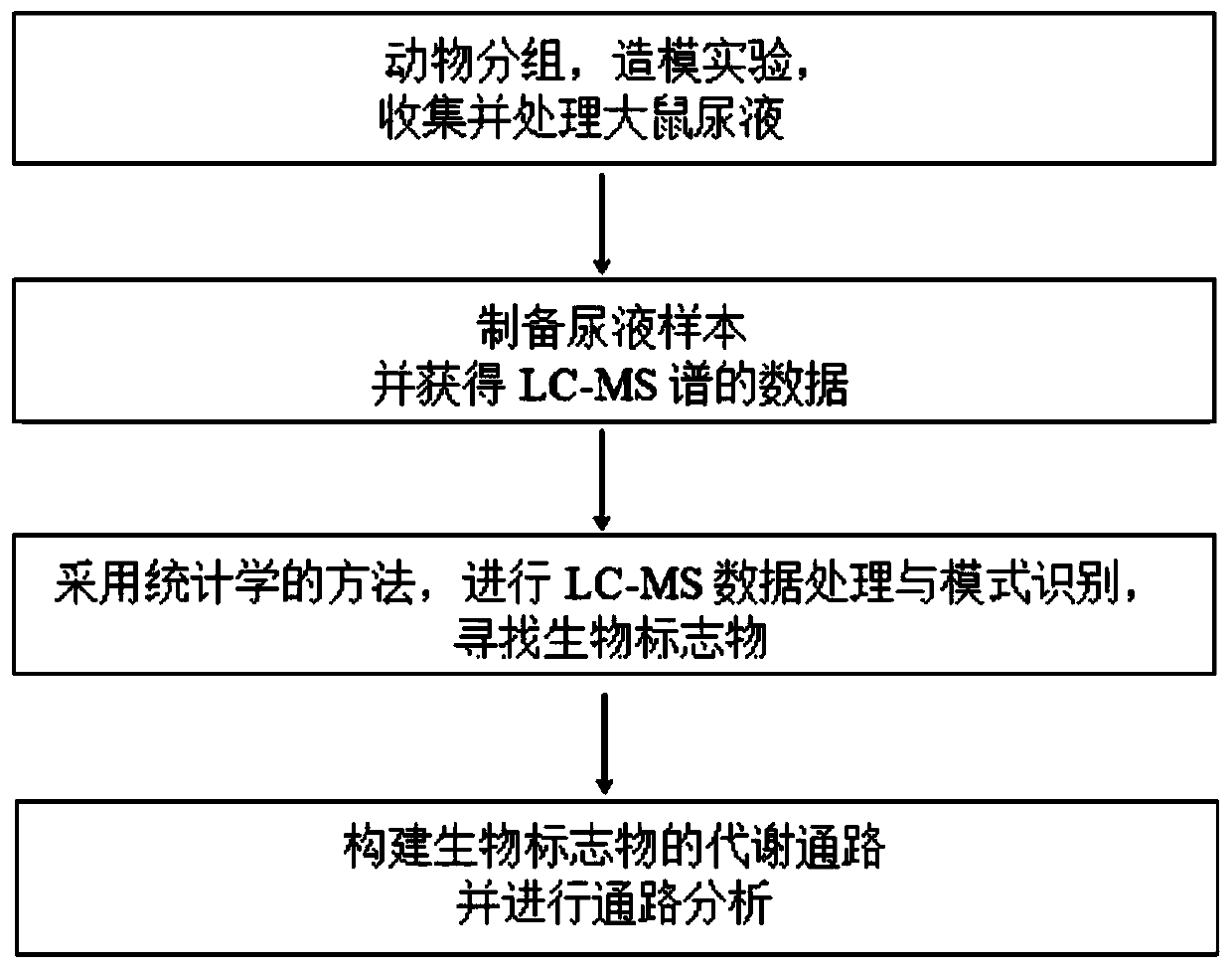 A method for constructing a rat model for anti-oxidative aging drug screening based on metabolomics analysis