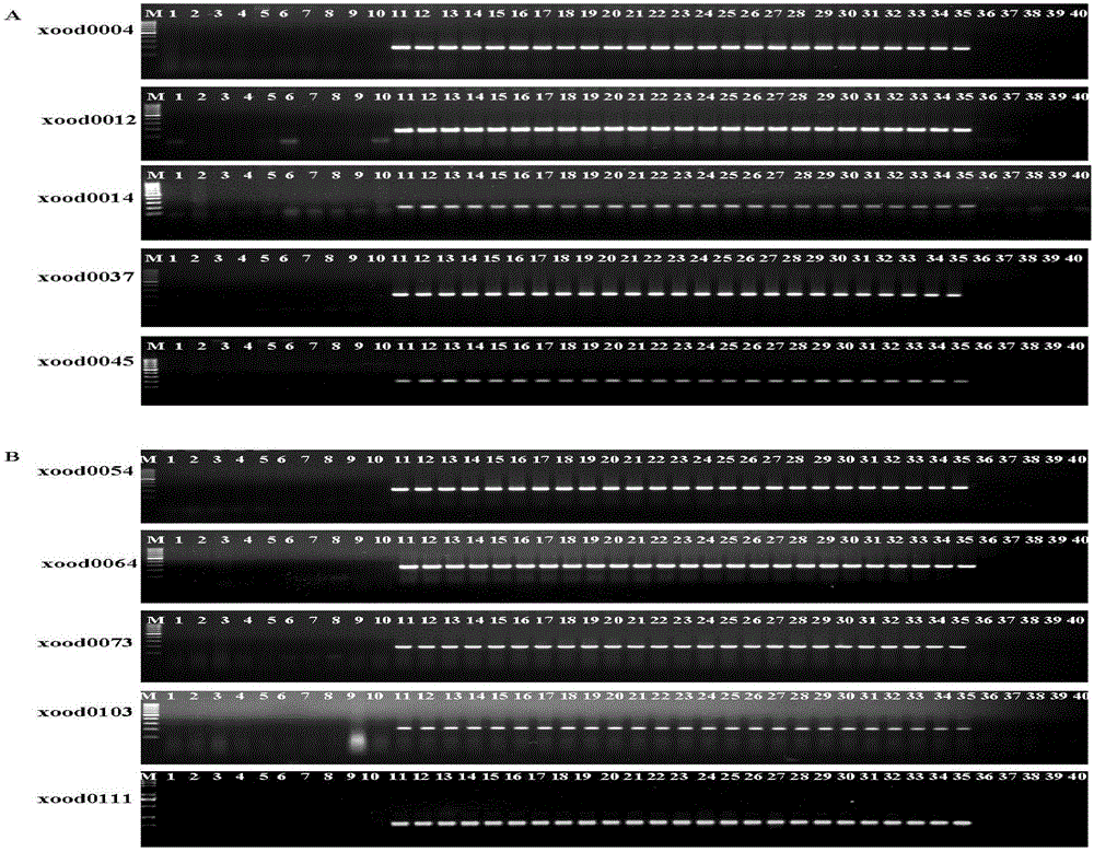 Molecular markers of xanthomonas oryzae pv oryzae and application thereof