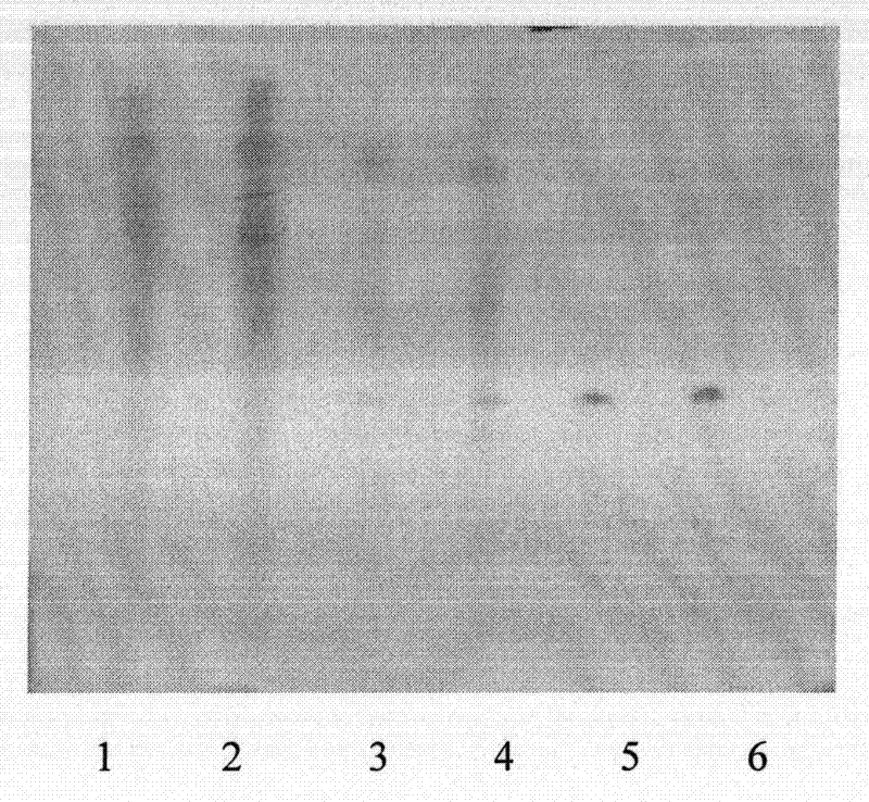 Plant medicine granule serving as feed additive for preventing and treating poultry and livestock diseases and preparation thereof