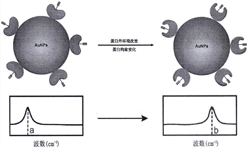 Biological orthogonal Raman in-situ detection method for conformation changes of protein