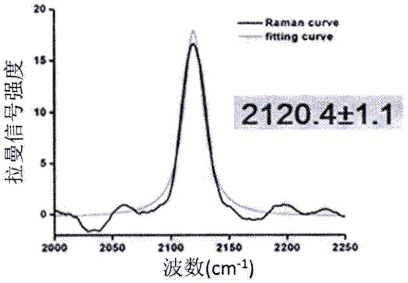 Biological orthogonal Raman in-situ detection method for conformation changes of protein