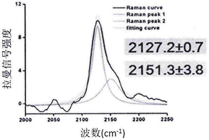 Biological orthogonal Raman in-situ detection method for conformation changes of protein