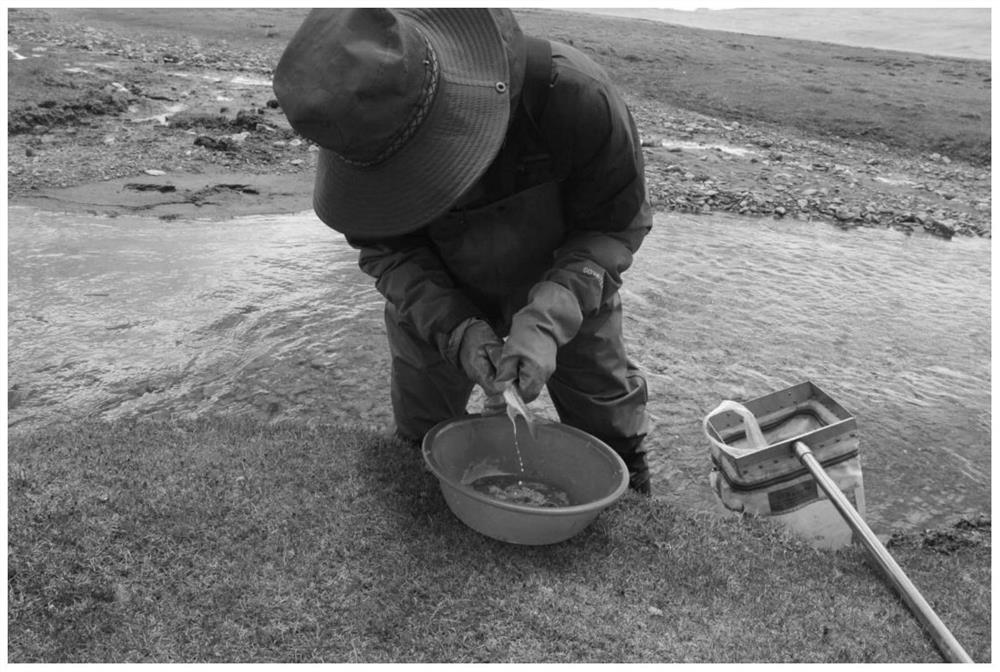 Artificial propagation method of herzensteinia microcephalus in Qinghai-Tibet plateau