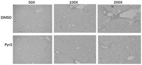 Application of Pyr3 in preparation of medicine for protecting liver injury