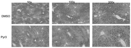 Application of Pyr3 in preparation of medicine for protecting liver injury