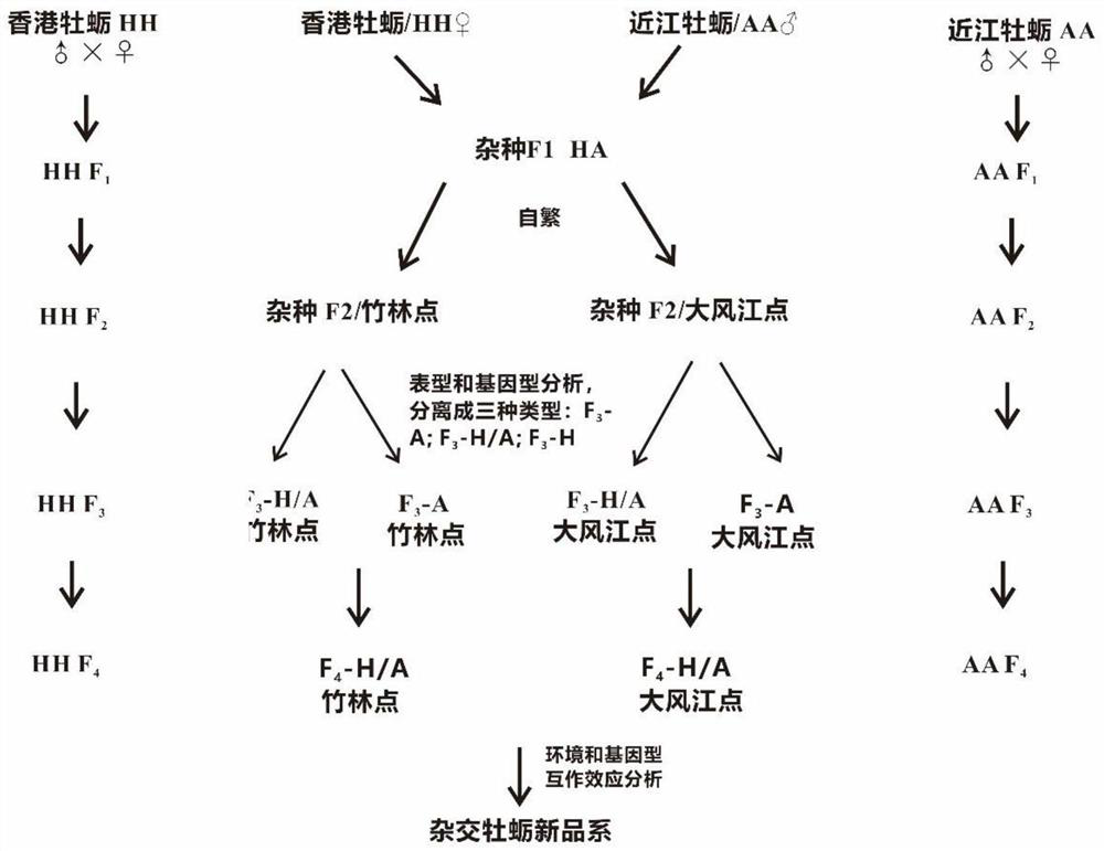 Cultivation method of new high-salt-resistant hybrid oyster strain in South China