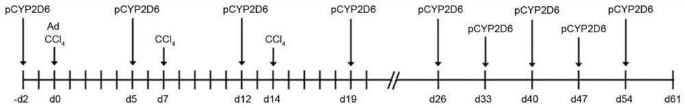 Method for creating autoimmune hepatitis animal model