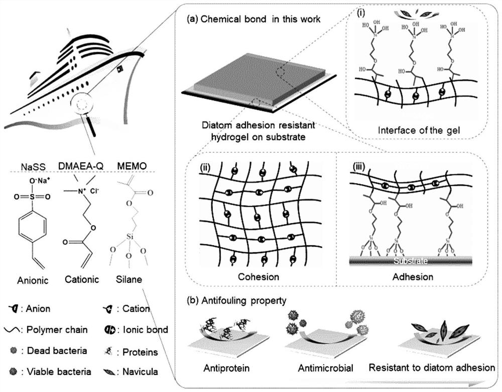 Bacteriostatic and seaweed adhesion-resistant silane modified polyampholyte hydrogel high-adhesion coating and preparation method thereof