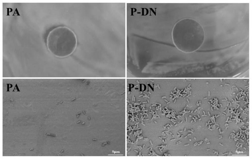 Bacteriostatic and seaweed adhesion-resistant silane modified polyampholyte hydrogel high-adhesion coating and preparation method thereof