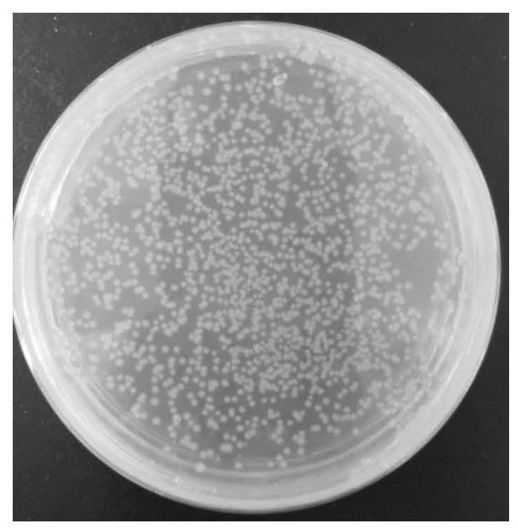 Preparation method of superoxide dismutase with membrane crossing capability and high stability