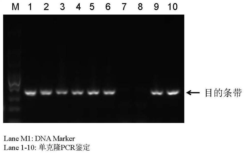 Preparation method of superoxide dismutase with membrane crossing capability and high stability