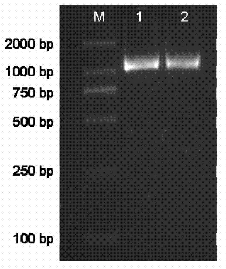 New lycine aldehyde dehydrogenase gene BnBADH-1 in cabbage type rape