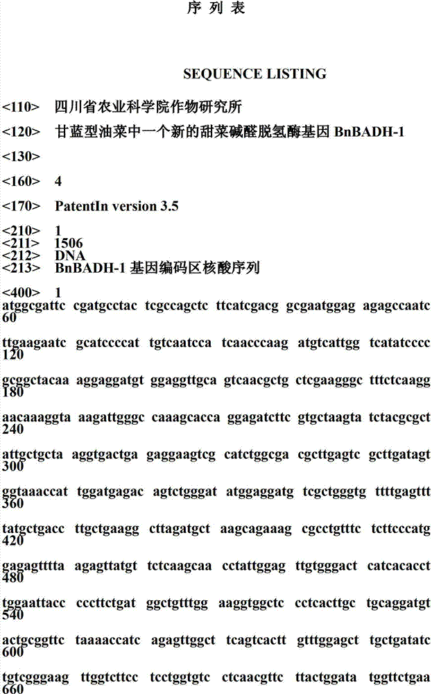 New lycine aldehyde dehydrogenase gene BnBADH-1 in cabbage type rape