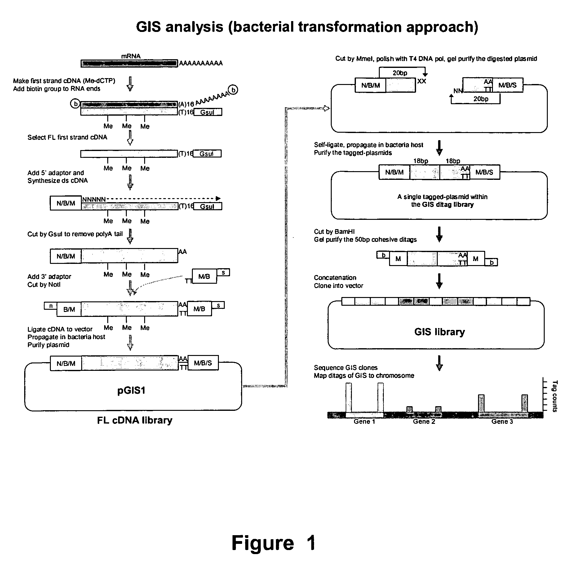 Method for gene identification signature (GIS) analysis