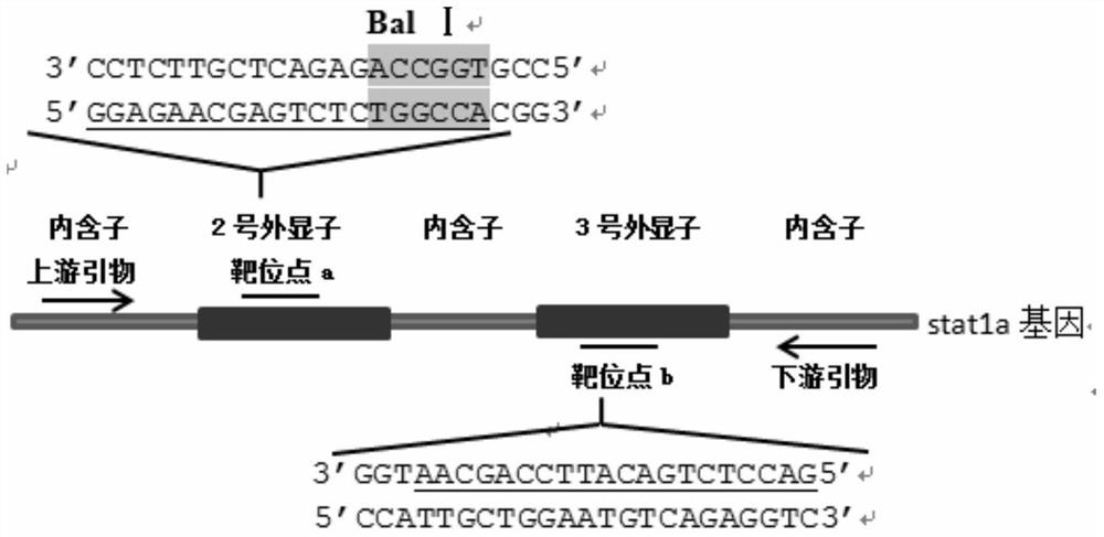 A method for gene knockout and selection of stat1a gene-deficient zebrafish