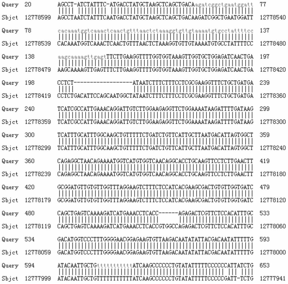 A method for gene knockout and selection of stat1a gene-deficient zebrafish