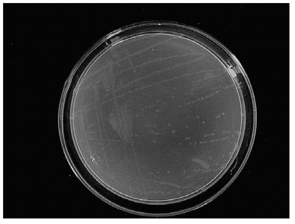 Growth-promoting rhizobacteria SXH-2 and application thereof