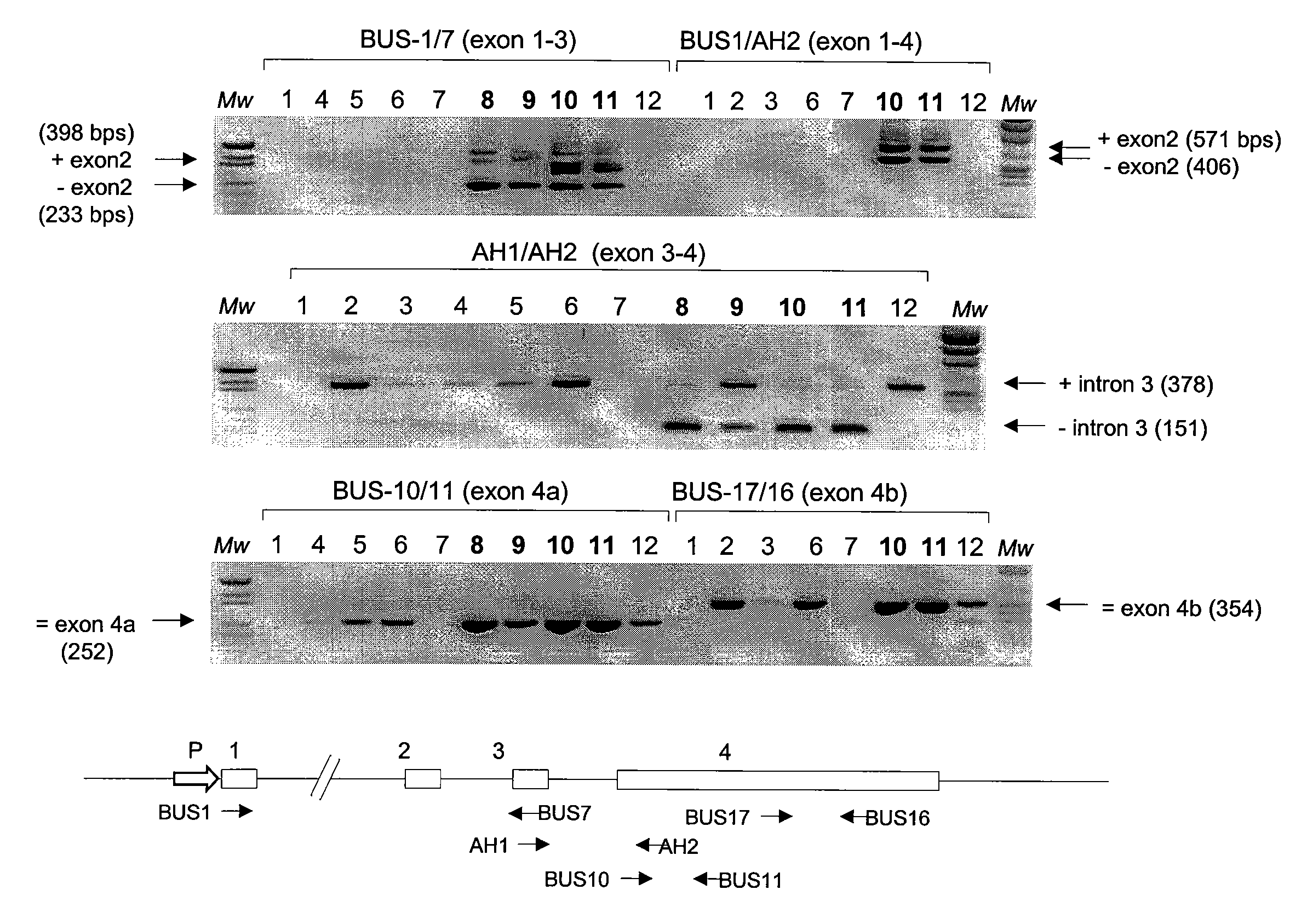 Specific method of prostate cancer detection based on pca3 gene, and kits therefor