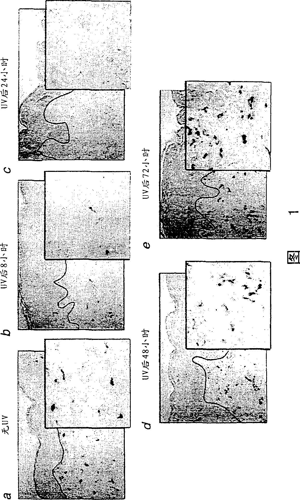 Methods and compositions for reducing UV-induced inhibition of collagen synthesis in human skin