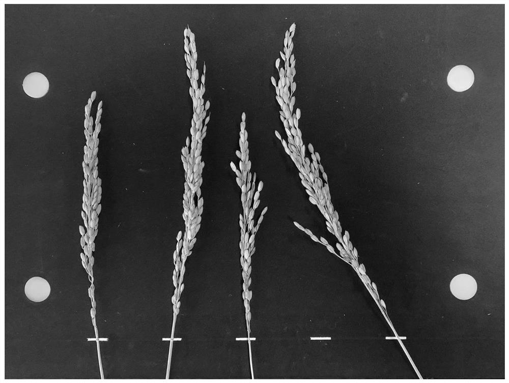 Image processing-based method for measuring ear length of multiple rice plants