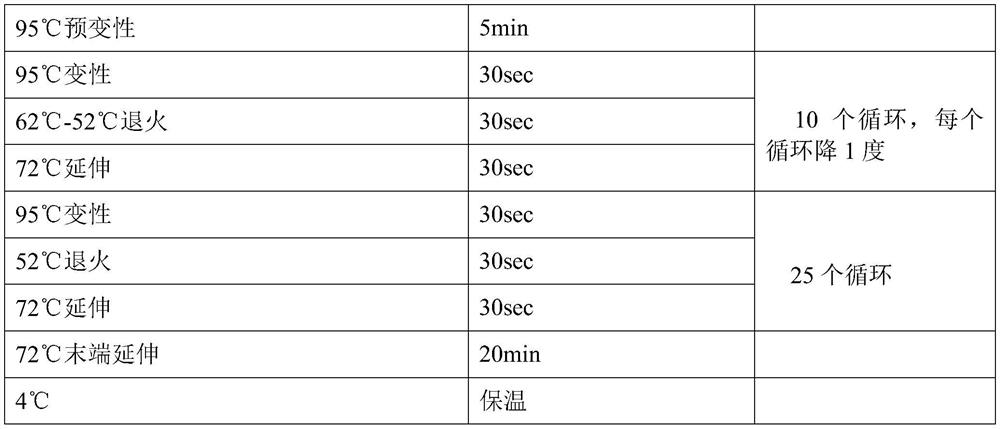 Microsatellite marker of homatula fish as well as amplification primer and application of microsatellite marker