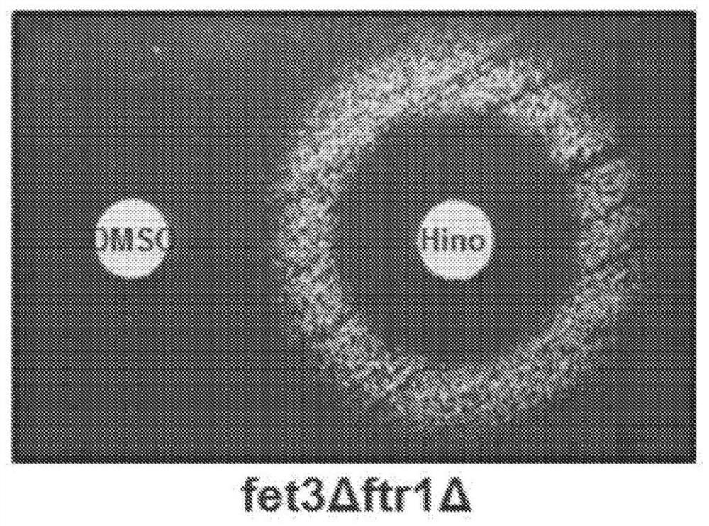 Hinokitiol analogues, methods of preparing and pharmaceutical compositions thereof